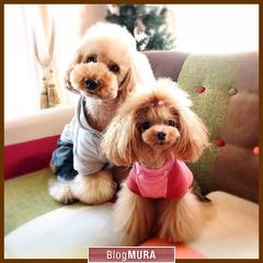 にほんブログ村 犬ブログ 犬 ２頭飼いへ