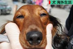 にほんブログ村 犬ブログ 犬 海外生活へ