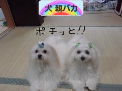 にほんブログ村 犬ブログ 犬 親バカへ