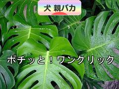 にほんブログ村 犬ブログ 犬 親バカへ