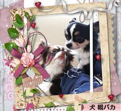 にほんブログ村 犬ブログ 犬 親バカへ
