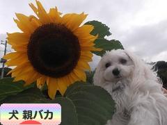 にほんブログ村 犬ブログ 犬 親バカへ