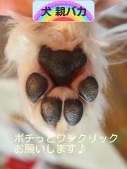 にほんブログ村 犬ブログ 犬 親バカへ