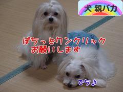 にほんブログ村 犬ブログ 犬 親バカへ