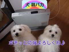 にほんブログ村 犬ブログ 犬 親バカへ