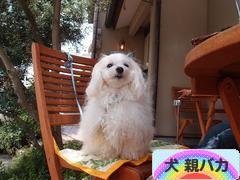 にほんブログ村 犬ブログ 犬 親バカへ