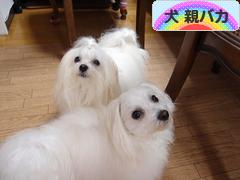にほんブログ村 犬ブログ 犬 親バカへ