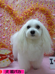 にほんブログ村 犬ブログ 犬 親バカへ