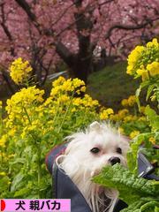 にほんブログ村 犬ブログ 犬 親バカへ