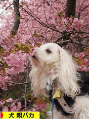 にほんブログ村 犬ブログ 犬 親バカへ