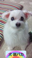 にほんブログ村 犬ブログ 犬 親バカへ