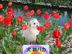 にほんブログ村 犬ブログ 犬 親バカへ