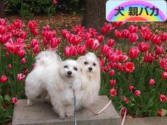 にほんブログ村 犬ブログ 犬 親バカへ
