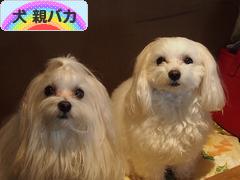にほんブログ村 犬ブログ 犬 親バカへ