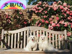 にほんブログ村 犬ブログ 犬 親バカへ