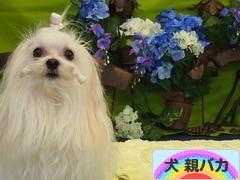 にほんブログ村 犬ブログ 犬 親バカへ