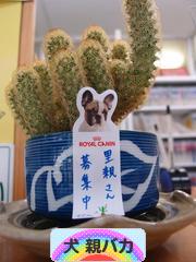 にほんブログ村 犬ブログ 犬 親バカへ