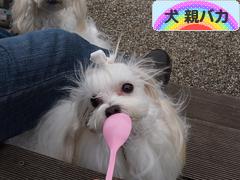にほんブログ村 犬ブログ 犬 親バカへ
