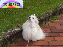 にほんブログ村 犬ブログ 犬 親バカへ