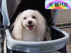 にほんブログ村 犬ブログ 犬 親バカへ