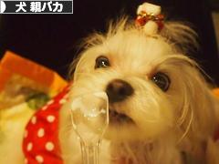 にほんブログ村 犬ブログ 犬 親バカへ