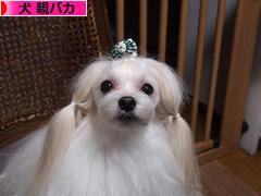 にほんブログ村 犬ブログ 犬 親バカへ