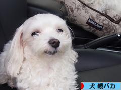 にほんブログ村 犬ブログ 犬 親バカへ