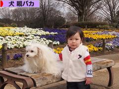 にほんブログ村 犬ブログ 犬 親バカへ