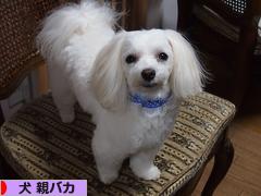 にほんブログ村 犬ブログ 犬 親バカへ