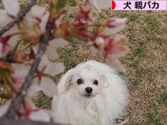 にほんブログ村 犬ブログ 犬 親バカへ