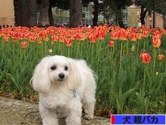 にほんブログ村 犬ブログ 犬 親バカへ