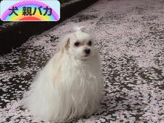 にほんブログ村 犬ブログ 犬 親バカへ