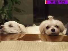 にほんブログ村 犬ブログ 犬 親バカへ