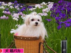 にほんブログ村 犬ブログ 犬 親バカへ