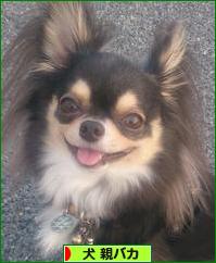 にほんブログ村 犬ブログ 犬 親バカへ