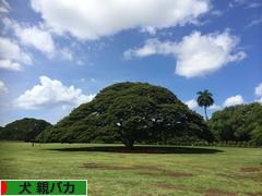 にほんブログ村 犬ブログ 犬 親バカへ