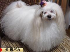 にほんブログ村 犬ブログ 犬 親バカへ