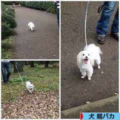 にほんブログ村 犬ブログ 犬 親バカへ