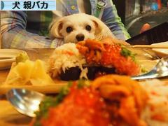 にほんブログ村 犬ブログ 犬 親バカへ