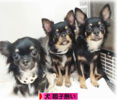 にほんブログ村 犬ブログ 犬 親子飼いへ