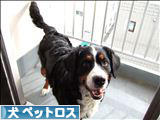 にほんブログ村 犬ブログ 犬 思い出・ペットロスへ