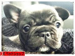 にほんブログ村 犬ブログ 犬 ペットショップへ