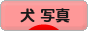 にほんブログ村 犬ブログ 犬 写真へ