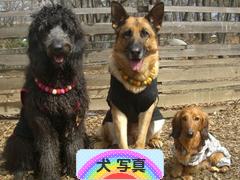 にほんブログ村 犬ブログ 犬 写真へ