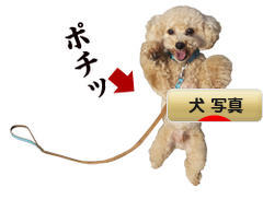 にほんブログ村 犬ブログ 犬 写真へ