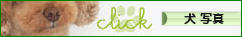 にほんブログ村 犬ブログ 犬 写真へ