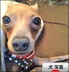にほんブログ村 犬ブログ 犬 写真へ