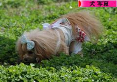 にほんブログ村 犬ブログ 犬 写真へ