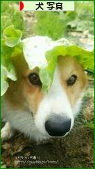 にほんブログ村 犬ブログ 犬 写真へ