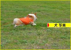にほんブログ村 犬ブログ 犬 写真へ